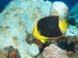 Rock Beauty w/ evident coral bleaching in the background ... by John Thompson 
